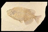 Elegant, Phareodus Fish Fossil - Wyoming #91747-1